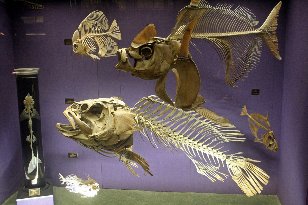 Fish Skeletons